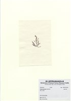 藏品(長枝沙菜)的圖片